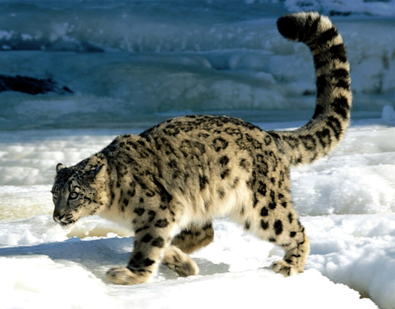 a photo of a snow leopard