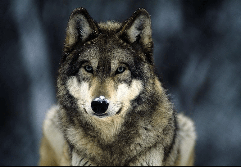 a photo of a grey wolf