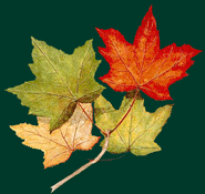 photo of three colorful maple
	              leaves