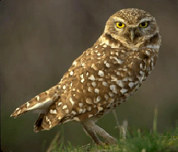 photograph of an owl