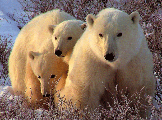 a photo of polar bears