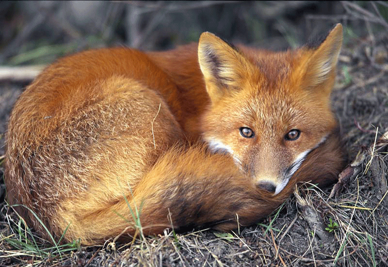 a photo of a red fox
